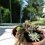Vanda * ספליטסקה