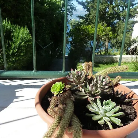 Vanda * Splitska